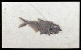 Diplomystus Fish Fossil - Wyoming #60981-1